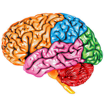 Lobes of the brain: Structure and function